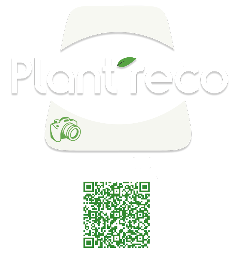 Reconnaissance de splantes, application
